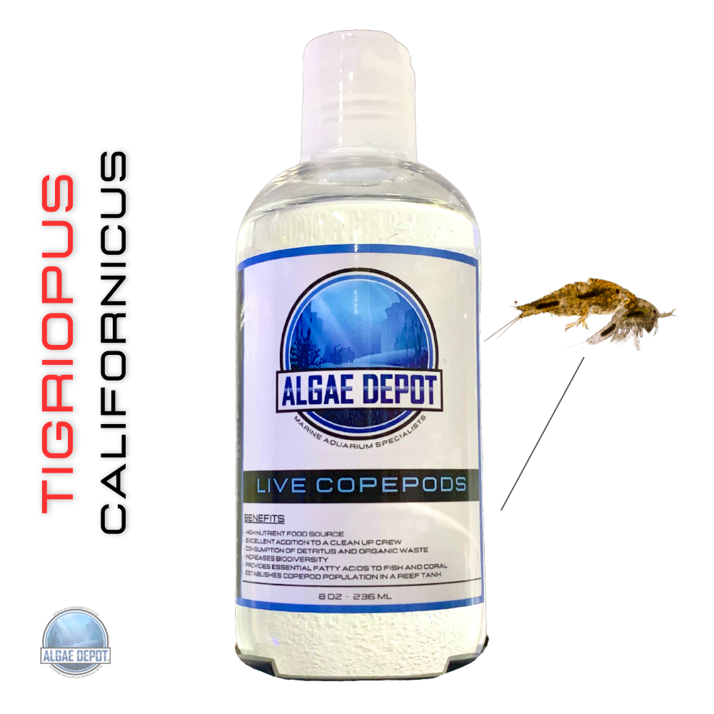 Buy 2025 live copepods